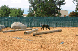 Campbell dog park where a dog is playing near the logs